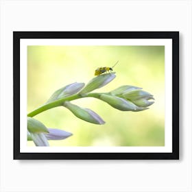 Cucumber Beetle on Hosta Poster