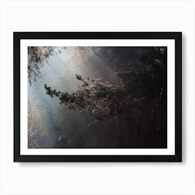 Forest Canopy Art Print