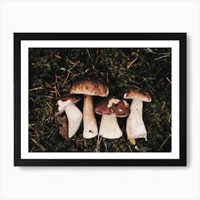 Woodland Mushroom Harvest Art Print