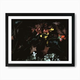 Fallen Red Rose and Flowers at Night in Holland Park, London Art Print