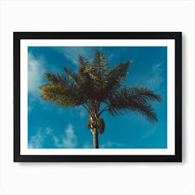 Palm Tree II Art Print