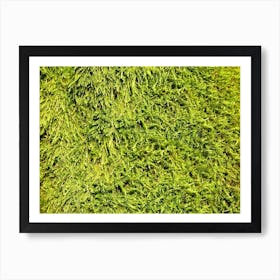 Moss Wall Art Print