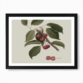 Cherry Branch 1 Art Print