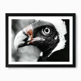 Black White Color Wildlife Vulture Art Print