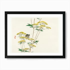 Flannel Flower (Actinotus Helianthi), Kōno Bairei Art Print