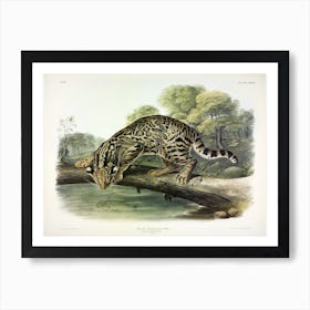 Leopard Cat, John James Audubon Art Print