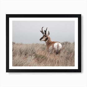 Tall Grass Antelope Art Print