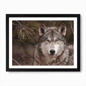 Gray Wolf In Forest Art Print