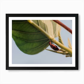 Ladybug 1 Art Print