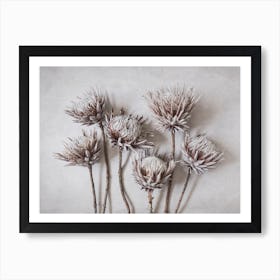 Dried Protea Garden Art Print