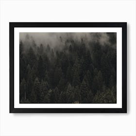 Misty Evergreen Forest Art Print