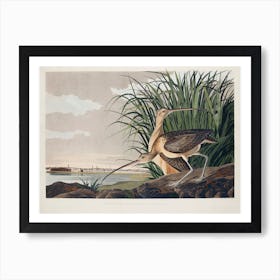 Long Billed Curlew, Birds Of America, John James Audubon Art Print