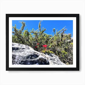 Red Flower On A Rock (Africa Series) Art Print