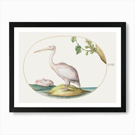 Two White Pelicans With A Sycamore Fig (1575–1580), Joris Hoefnagel Art Print