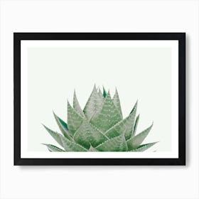 Aloe Vera Plant Art Print