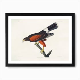 Louisiana Hawk, Birds Of America, John James Audubon Art Print