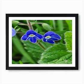 Bluebells Art Print