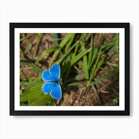 Blue Butterfly 20220821 224ppub Art Print