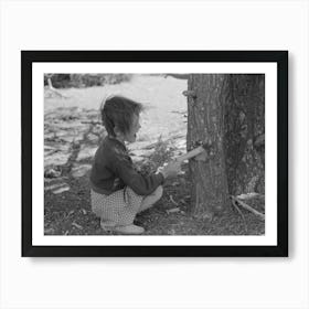 Josie Caudill Getting Resin From Pinon Tree For Chewing Gum, Pie Town, New Mexico By Russell Lee Art Print