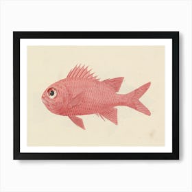 Unidentified Fish, Luigi Balugani (17) Art Print