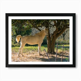 White Horse Standing Under A Tree 20220101 75ppub Art Print