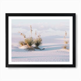 Yucca Plants In White Sand Art Print