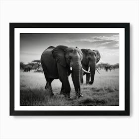 Black And White Elephants Art Print