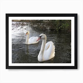 Swans In The Water Art Print