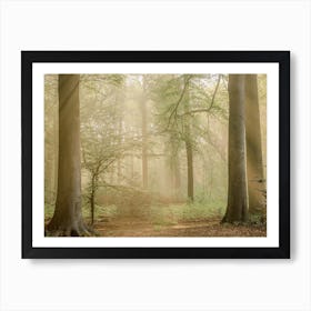 Fairytale Forest Sunrise Sunbeams Art Print