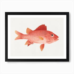 Unidentified Fish, Luigi Balugan Art Print