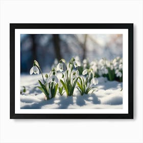 Snowdrops In The Snow 1 Affiche