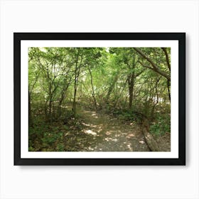 Trail In The Woods Art Print