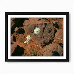 White Flowers On A Rock Art Print