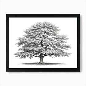 maple tree pencil sketch ultra detailed 2 Art Print