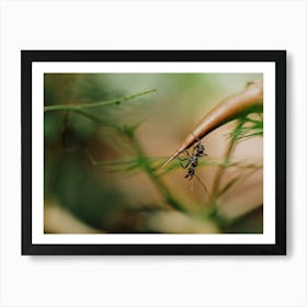 Ant On A Branch Art Print