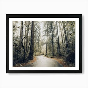 Redwood Road - National Park Photography Art Print