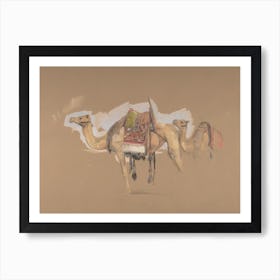 Two Camels Art Print