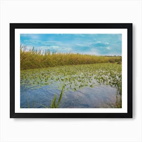 Water Lily Pool 1 Art Print