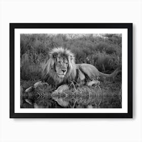 Lion At The River Art Print