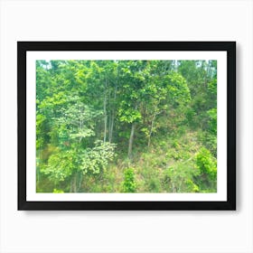 Forests 6 By Binod Dawadi Art Print