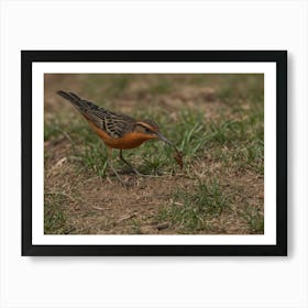 Rufous-Tailed Robin 2 Art Print