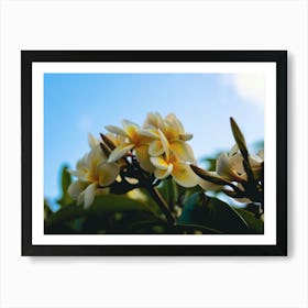 Frangipani Flowers Art Print