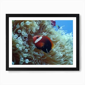 Crimson Clownfish Art Print