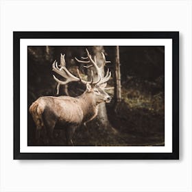 Stag In Forest Art Print