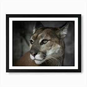 Mountain Lion Portrait Art Print