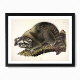 Raccoon, John James Audubon Art Print