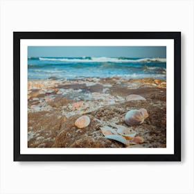 Sea Shells On The Beach 6 Art Print