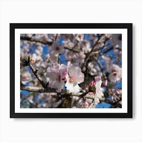 Pink almond blossoms and buds in spring Art Print