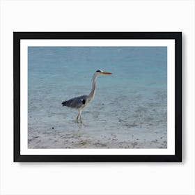 Heron At The Beach Tropical Maldives Art Print