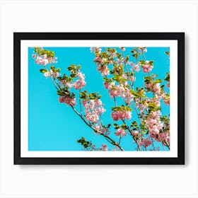 Cherry Trees In Bloom 02 Art Print